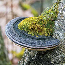 В старовозрастном лесу грибы и лишайники всегда чувствуют себя как дома
