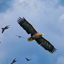 Колонии серых цапель и больших бакланов в поисках добычи нередко патрулируют орланы- белохвосты