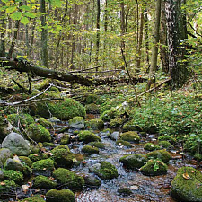 Особый колорит национальному парку придают лесные речушки