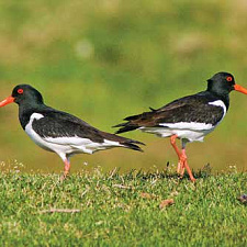 Весной Национальный парк «Припятский» превращается в настоящее царство птиц