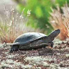 В песке материковых дюн болотные черепахи любят откладывать яйца