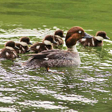 Озера заказника служат домом для богатой фауны водоплавающих и околоводных птиц