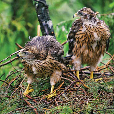 Молодые ястребы-тетеревятники готовы покинуть гнездо
