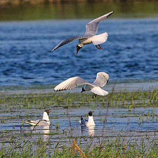 Озера заказника служат домом для богатой фауны водоплавающих и околоводных птиц