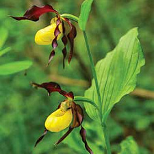 Венерин башмачок – самая красивая белорусская орхидея
