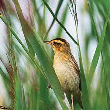 Осоковые болота служат местом обитания вертлявой камышевки – одной из самых редких певчих птиц в Европе