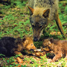 В национальном парке обитают барсук, волк и другие редкие млекопитающие