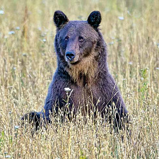На территории Березинского заповедника обитает самая крупная в Беларуси популяция бурого медведя