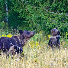 На территории Березин- ского заповедника обитает самая крупная в Беларуси популяция бурого медведя